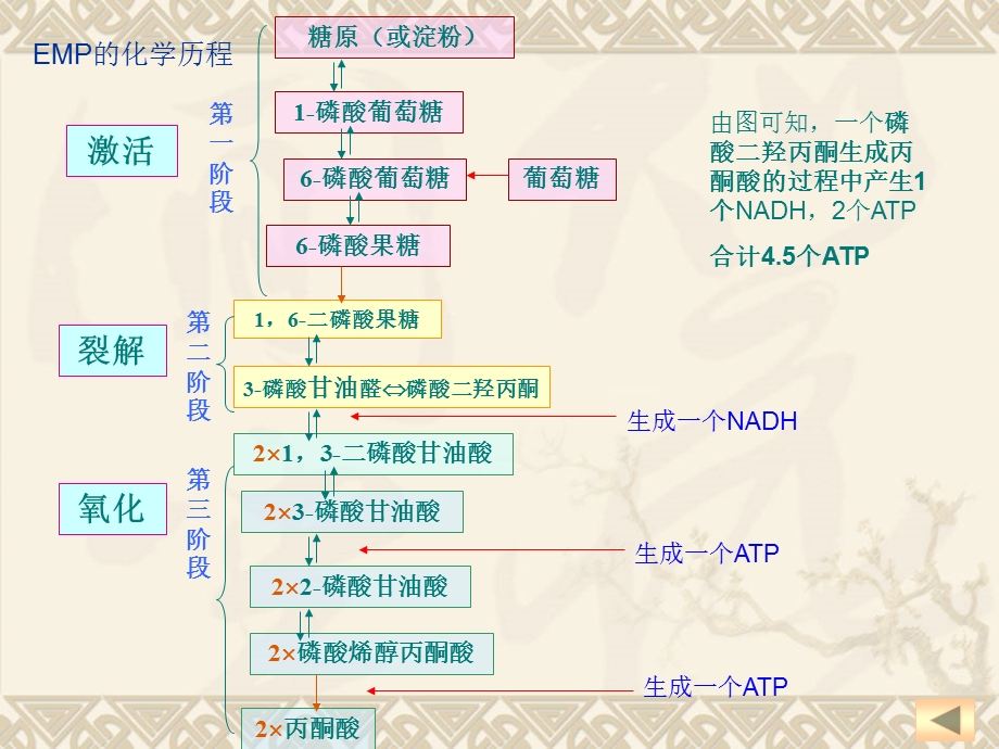 《甘油的氧化分解》PPT课件.ppt_第3页