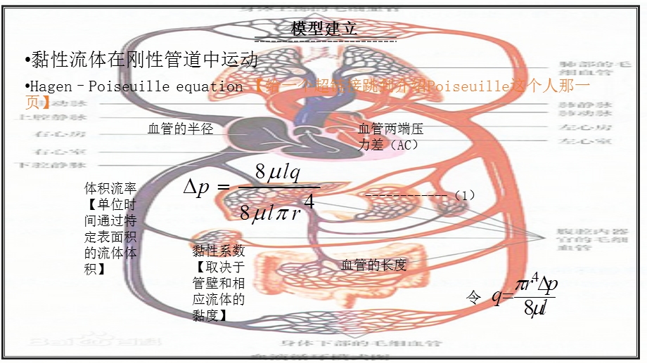 《血管分支模型》PPT课件.ppt_第3页