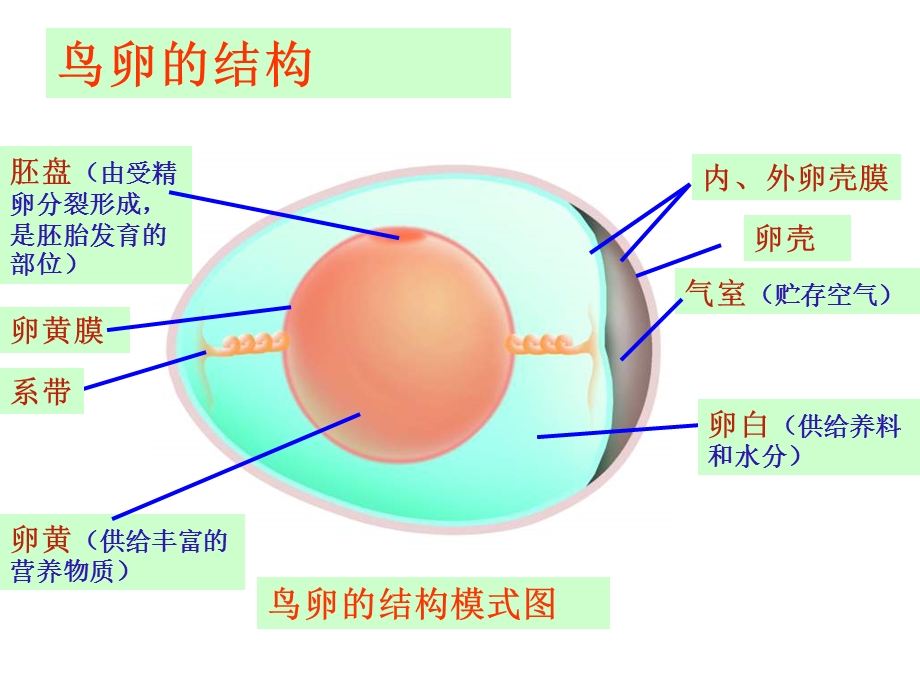 《鸟卵的结构》PPT课件.ppt_第1页