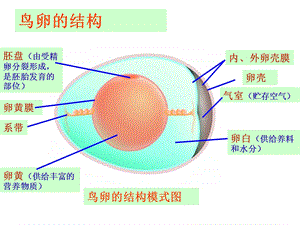 《鸟卵的结构》PPT课件.ppt