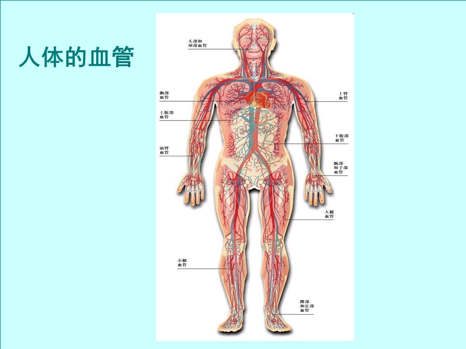 《血流管道血管》PPT课件.ppt_第2页