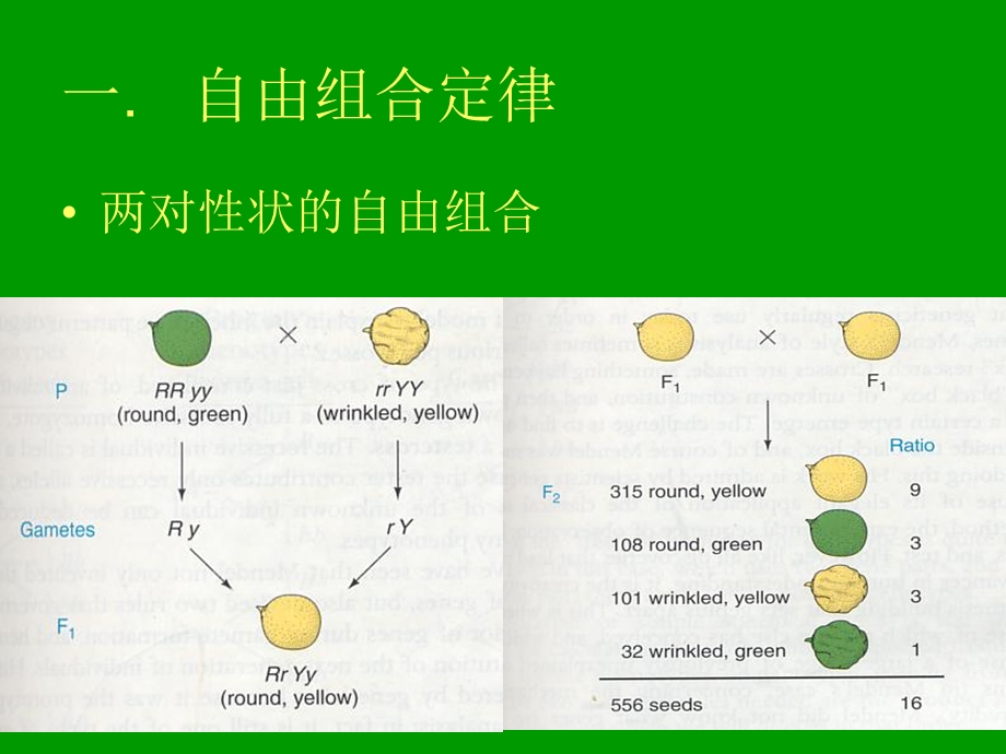 遗传规律2.ppt_第2页