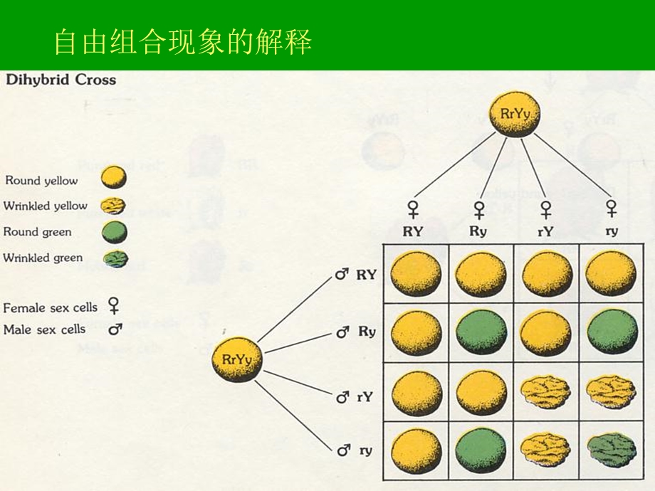 遗传规律2.ppt_第3页