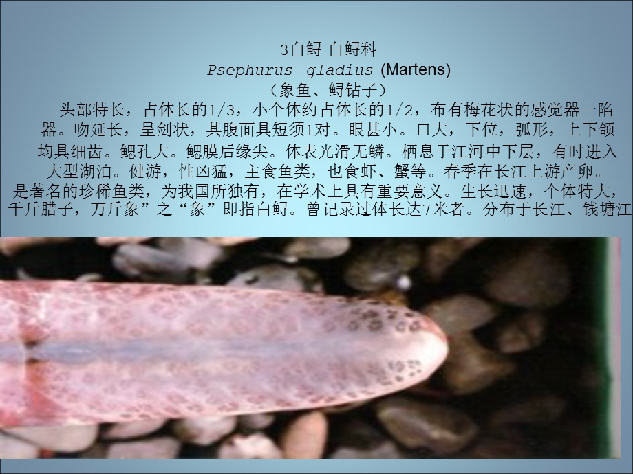 《澹水鱼图集》PPT课件.ppt_第3页