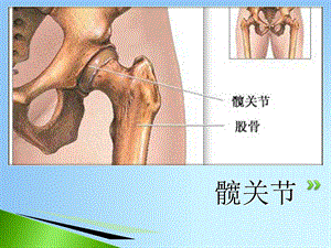 《髋关节的解剖》PPT课件.ppt