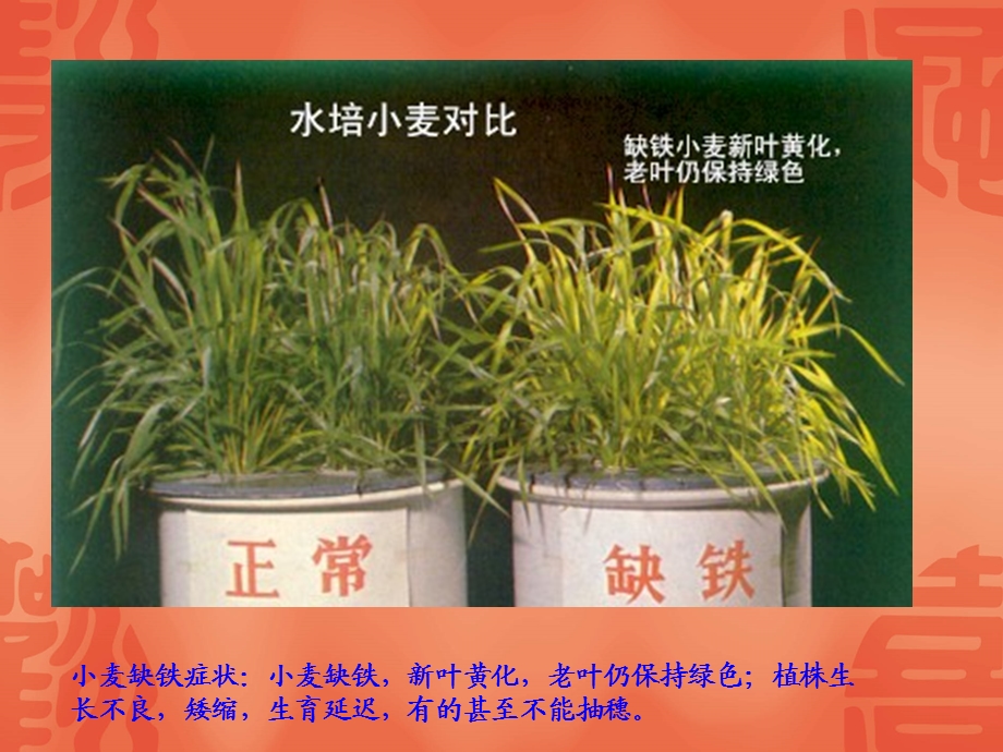 《植物缺铁症状》PPT课件.ppt_第2页