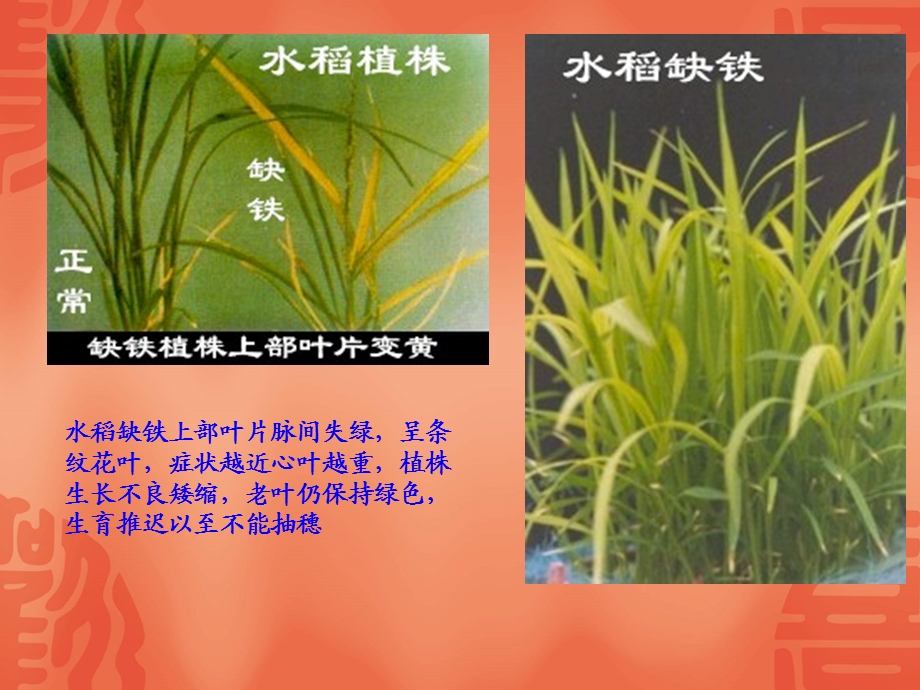 《植物缺铁症状》PPT课件.ppt_第3页