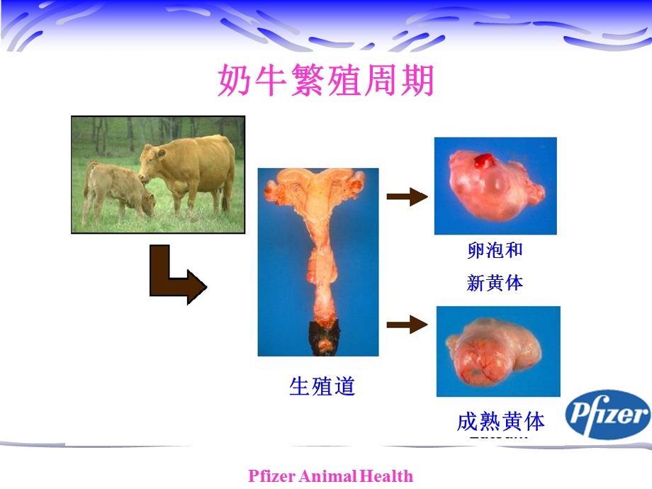 《奶牛繁殖问题》PPT课件.ppt_第2页