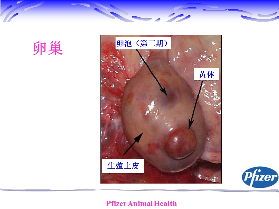 《奶牛繁殖问题》PPT课件.ppt_第3页