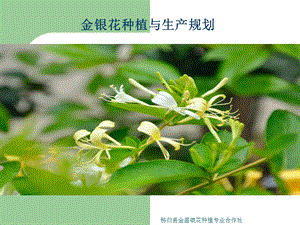 《金银花种植与生产》PPT课件.ppt