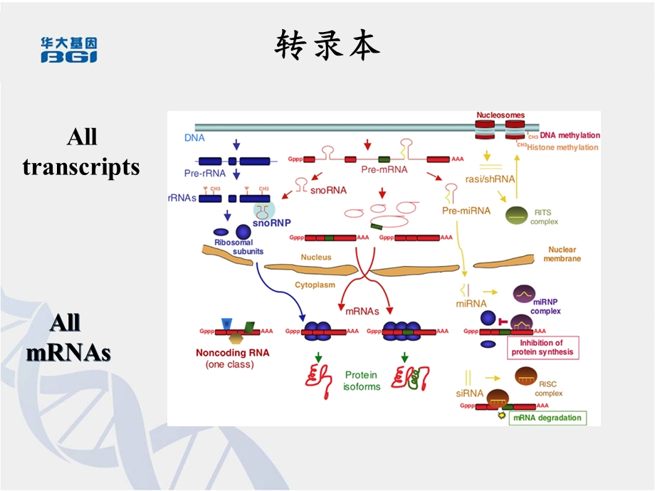 《转录组测序原理》PPT课件.ppt_第2页