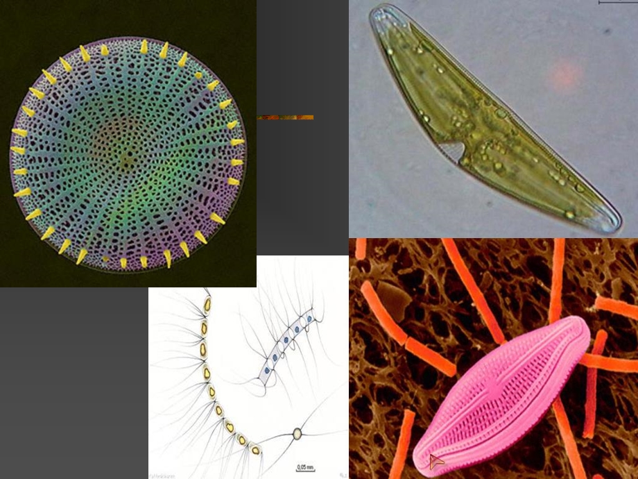 《各门藻类》PPT课件.ppt_第3页