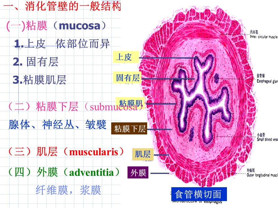 《消化管组织学》PPT课件.ppt_第3页