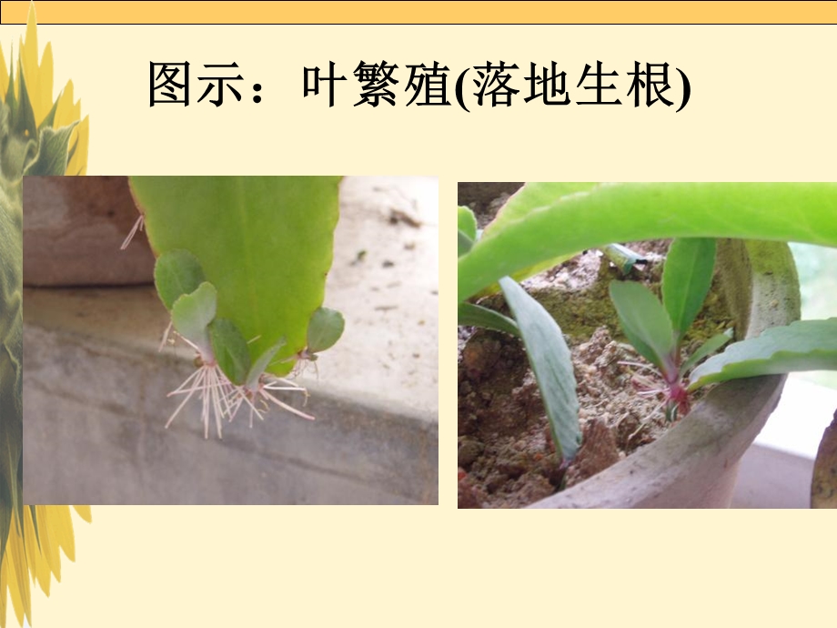 《植物的繁殖》PPT课件.ppt_第3页