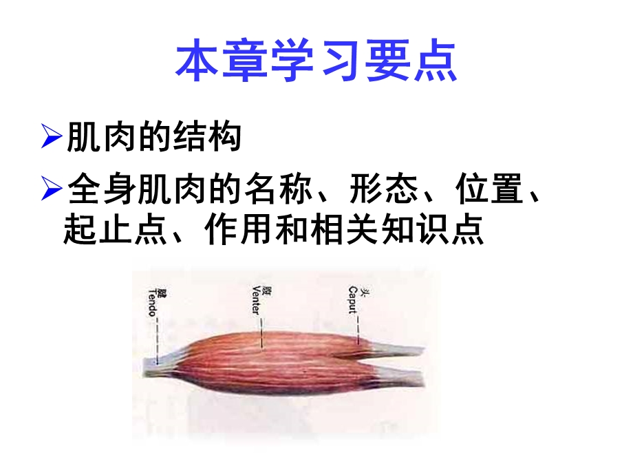 《运动系统肌肉》PPT课件.ppt_第3页