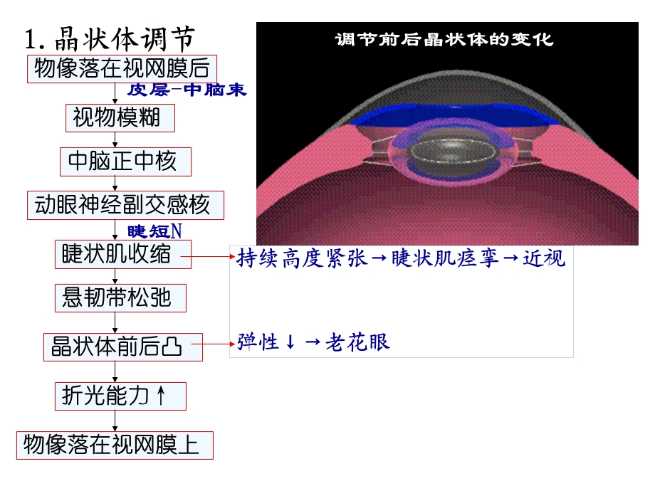 《视觉器官》PPT课件.ppt_第3页