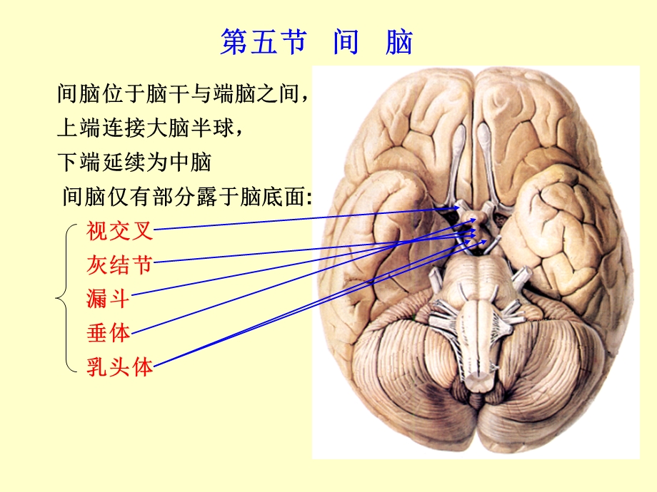 《间脑研究生》PPT课件.ppt_第1页