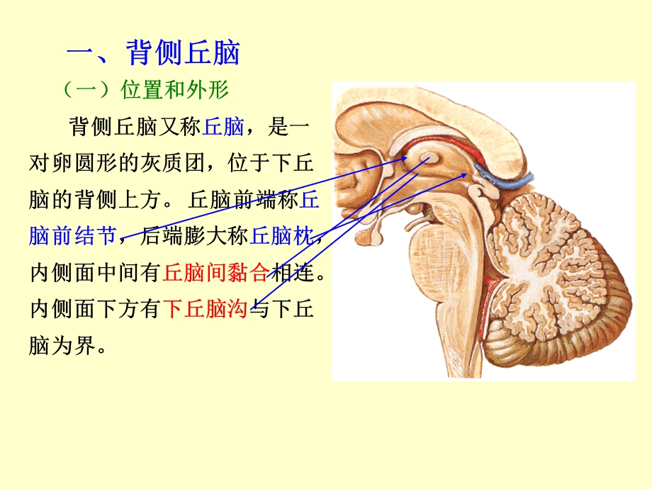 《间脑研究生》PPT课件.ppt_第3页