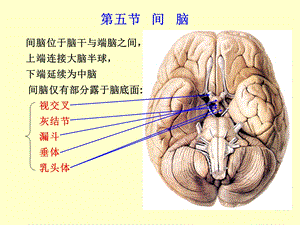 《间脑研究生》PPT课件.ppt