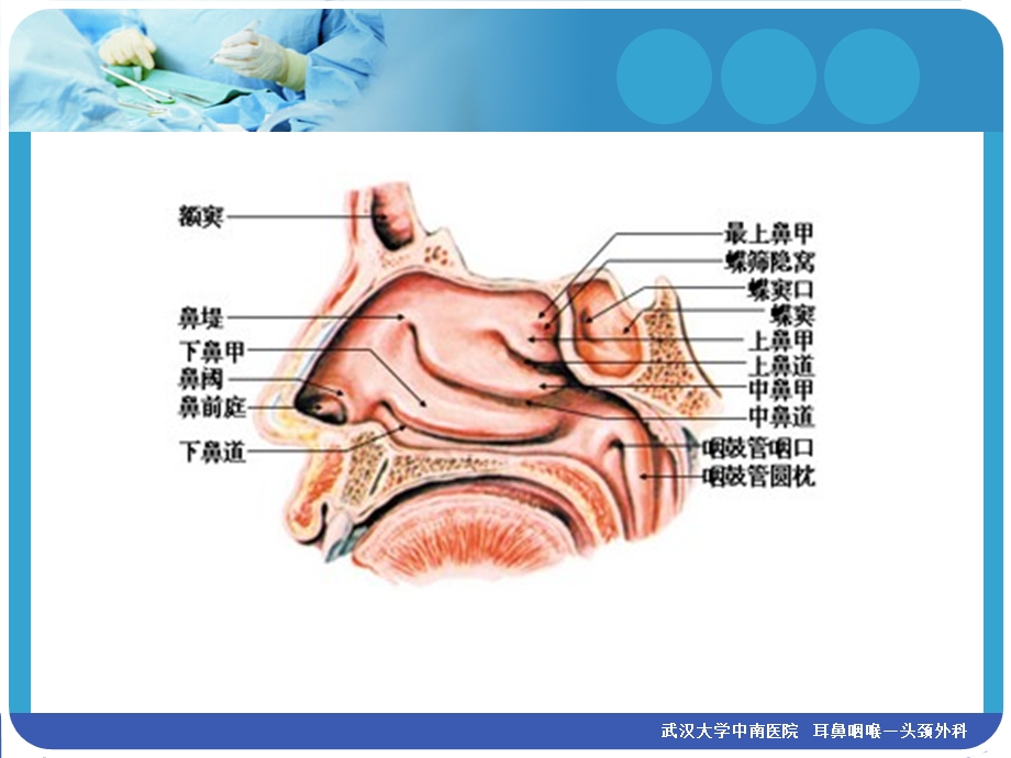 《鼻部疾病叶》PPT课件.ppt_第2页