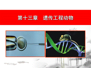 《遗传工程动物》PPT课件.ppt