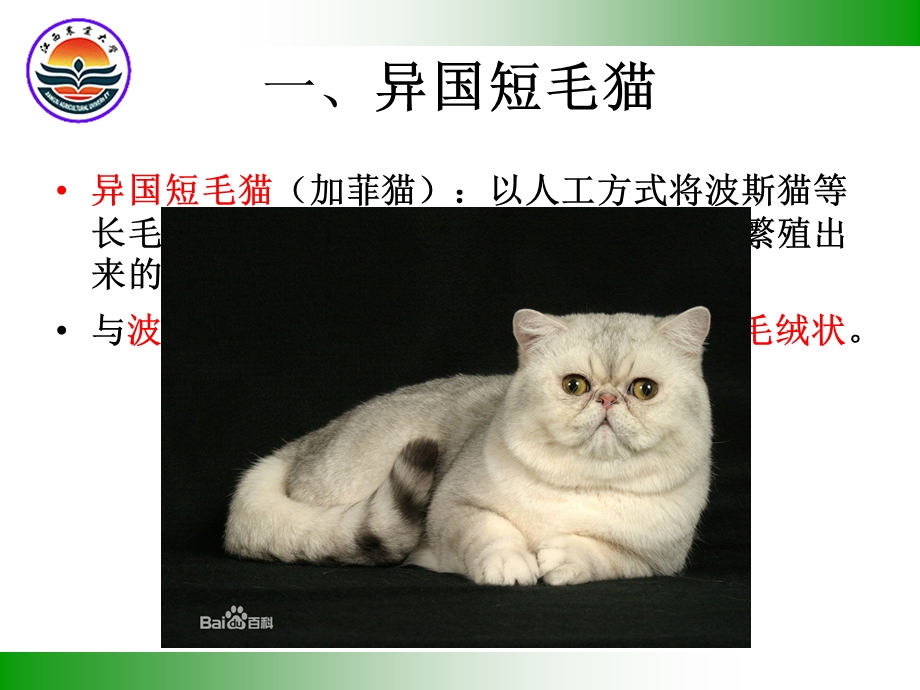 《猫的品种汇总》PPT课件.ppt_第2页