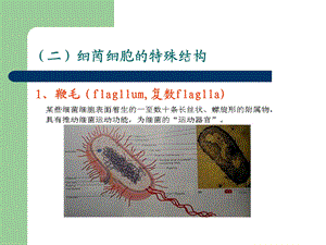 《细菌二放线菌》PPT课件.ppt