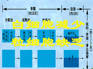 《白细胞减少》PPT课件.ppt