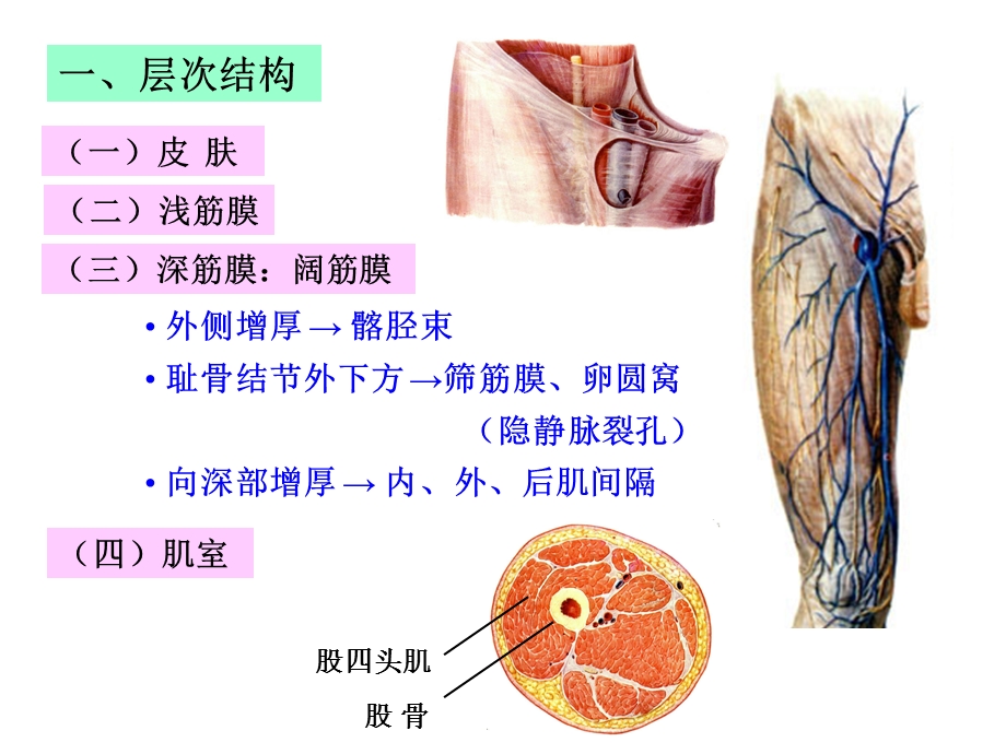 《股前内侧区》PPT课件.ppt_第2页