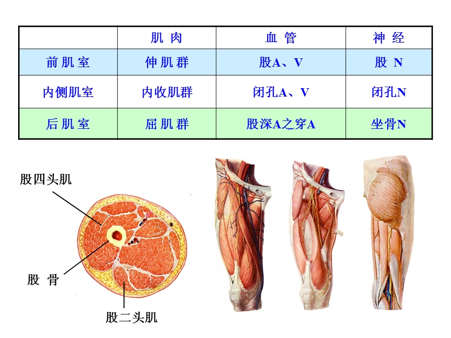 《股前内侧区》PPT课件.ppt_第3页