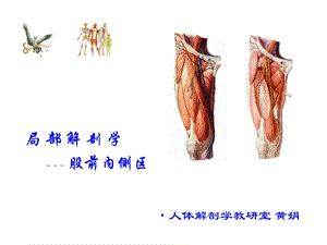 《股前内侧区》PPT课件.ppt