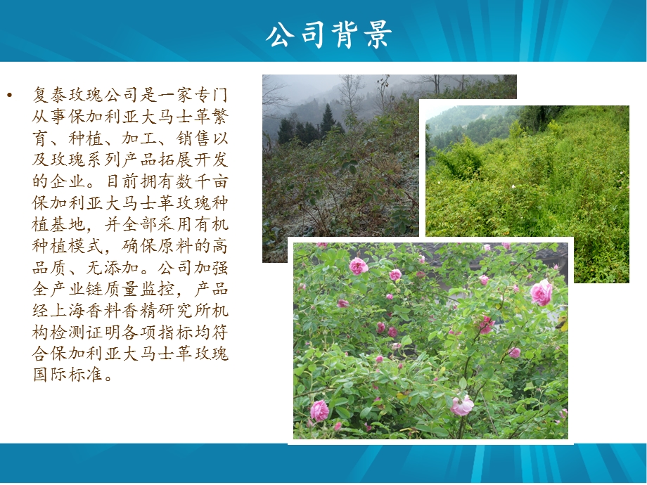 北川复泰玫瑰PPT.ppt_第3页