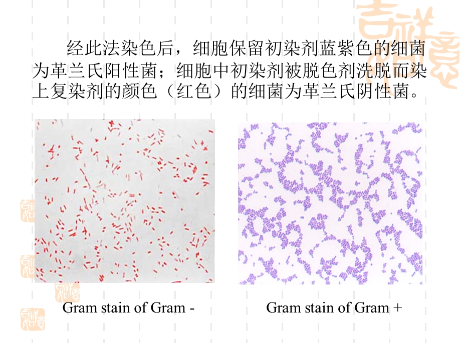 《革兰氏染色法》PPT课件.ppt_第3页