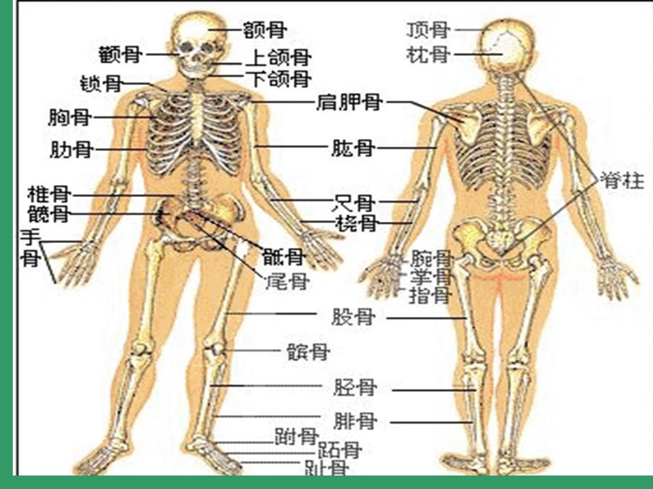 《骨科专科知识》PPT课件.ppt_第3页