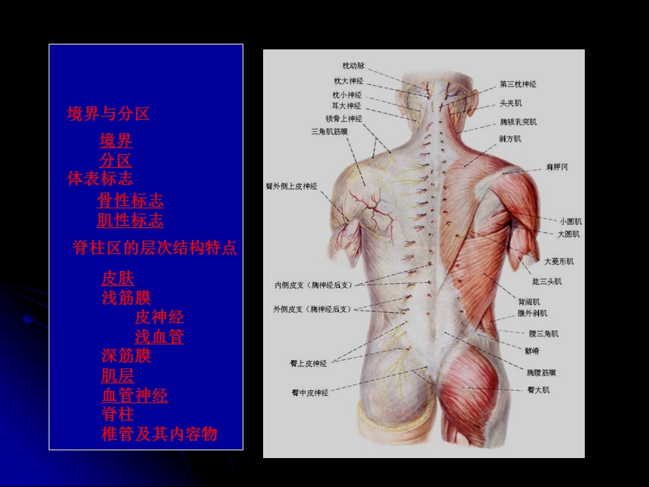 《脊柱区的解剖》PPT课件.ppt_第3页