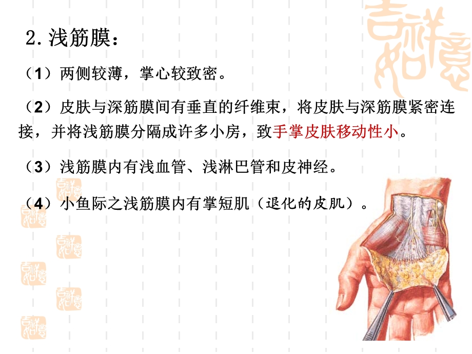 《手的应用解剖》PPT课件.ppt_第3页