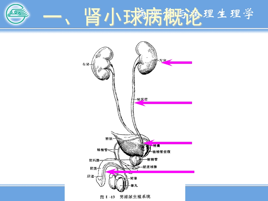 《各系统常见疾病》PPT课件.ppt_第3页