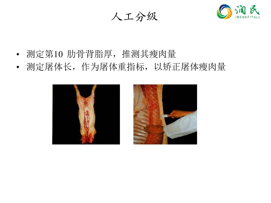 《猪肉分割的技术》PPT课件.ppt_第3页