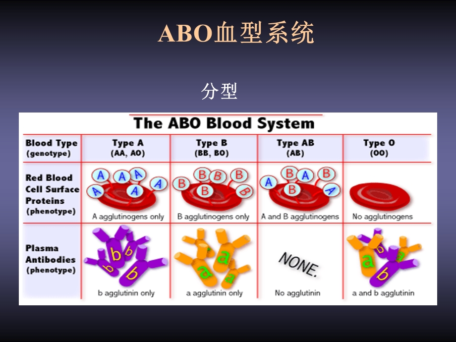 血型与输血.ppt_第3页