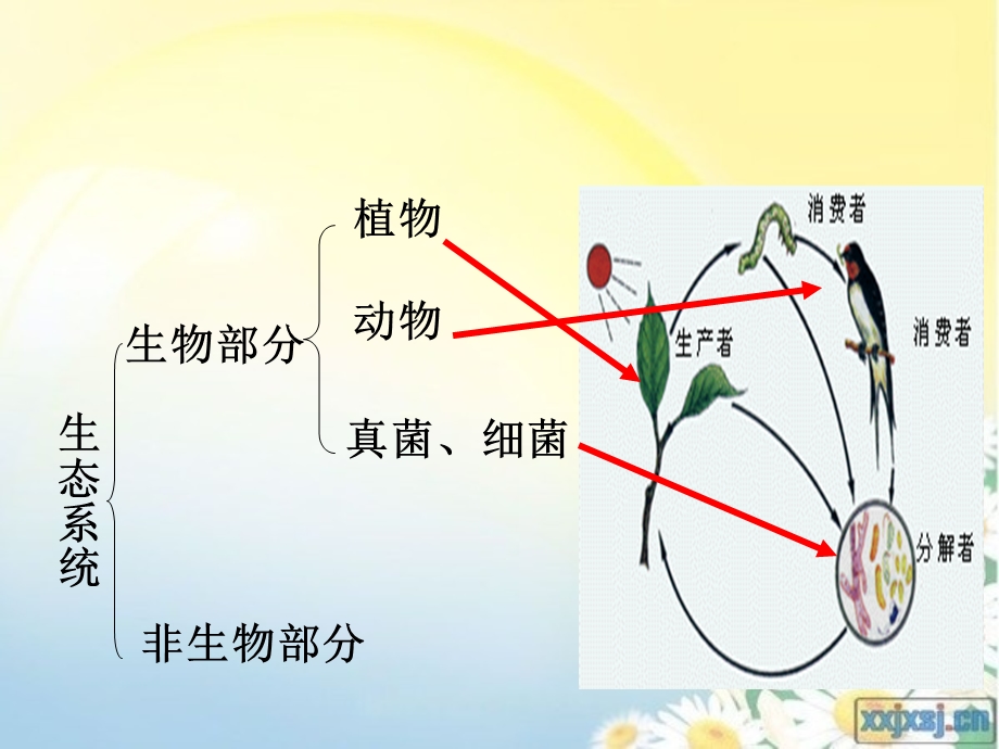 《细菌和真菌》PPT课件.ppt_第2页