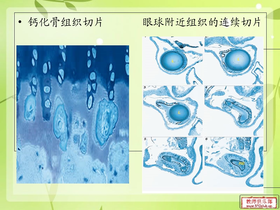 《半薄切片技术介绍》PPT课件.ppt_第3页