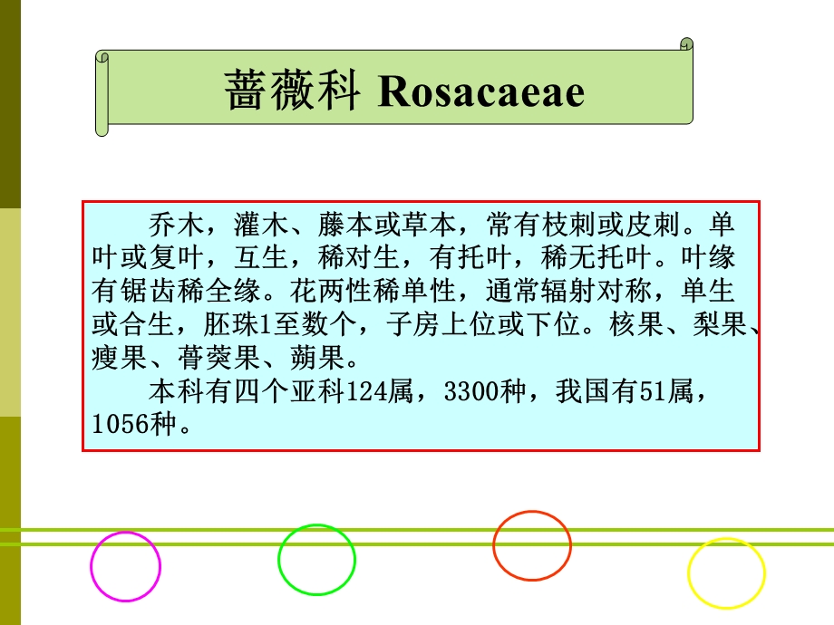 《蔷薇科植物分类》PPT课件.ppt_第1页