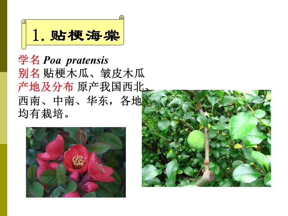 《蔷薇科植物分类》PPT课件.ppt_第2页