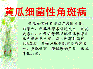 《黄瓜细菌性角斑病》PPT课件.ppt