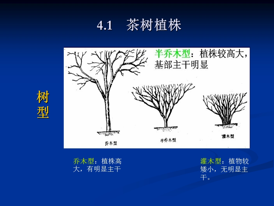 《茶树形态特征》PPT课件.ppt_第2页