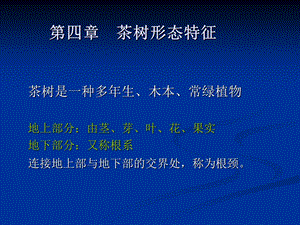 《茶树形态特征》PPT课件.ppt