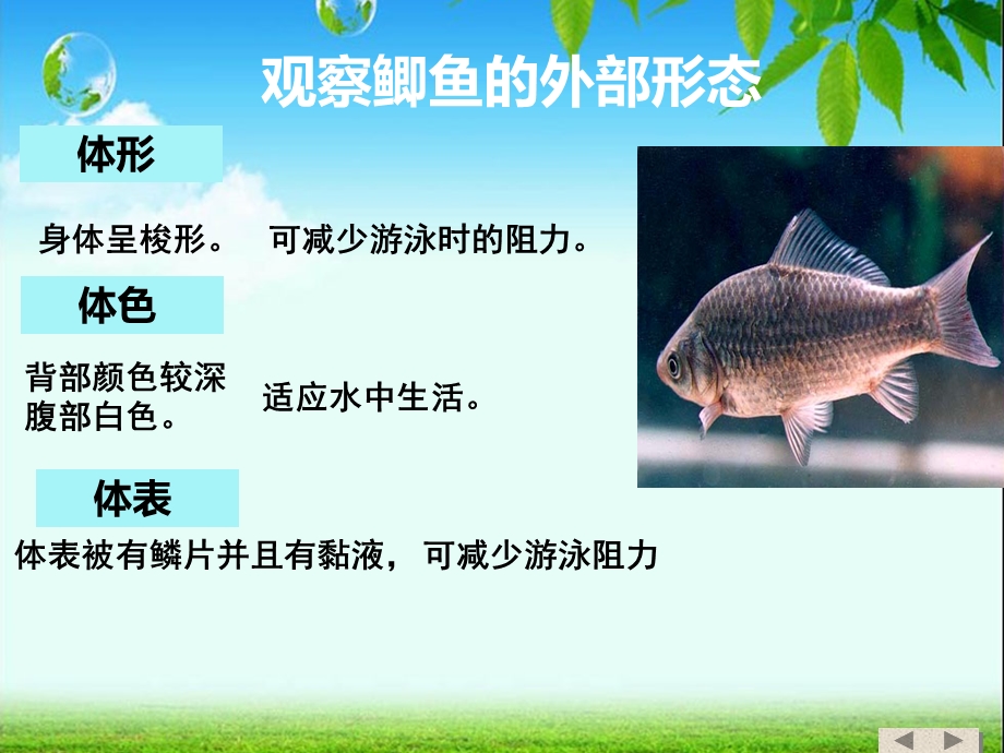 《鱼的形态结构》PPT课件.ppt_第2页