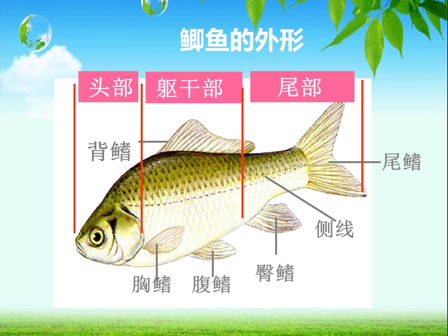 《鱼的形态结构》PPT课件.ppt_第3页