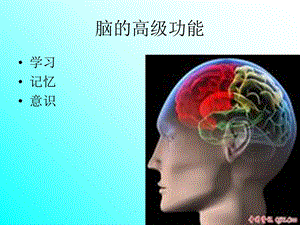 《脑的高级功能》PPT课件.ppt