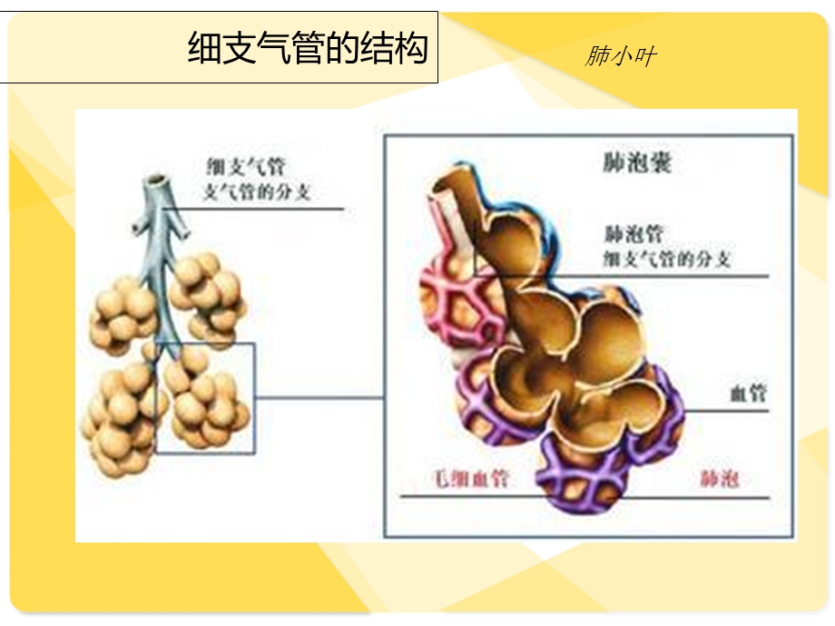 《小叶性肺炎》PPT课件.ppt_第2页